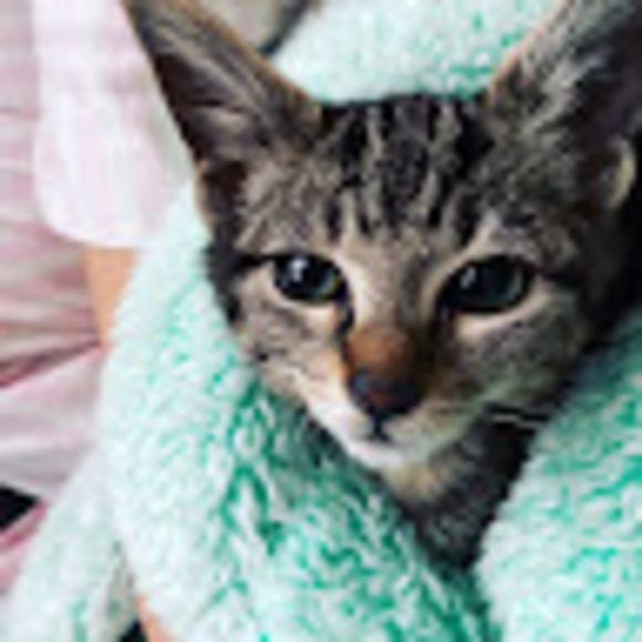 Meet your Posher, Piper - Picture 1 of 1